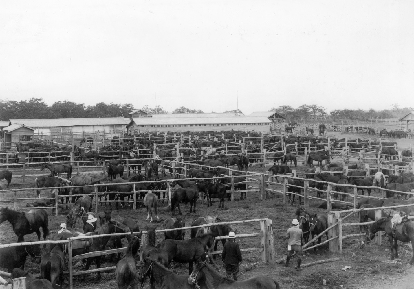 馬から酪農への転換期
