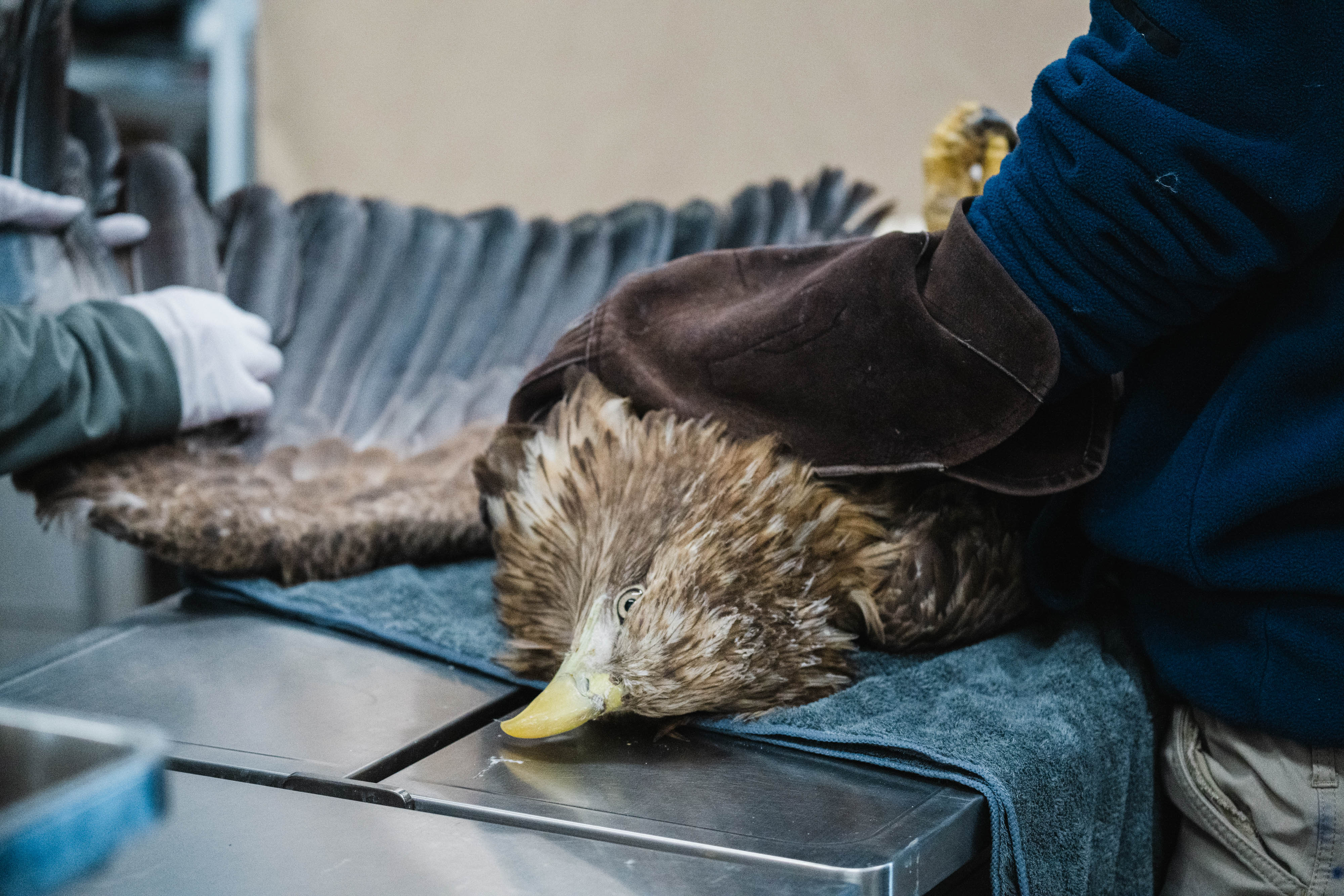 保護された様子