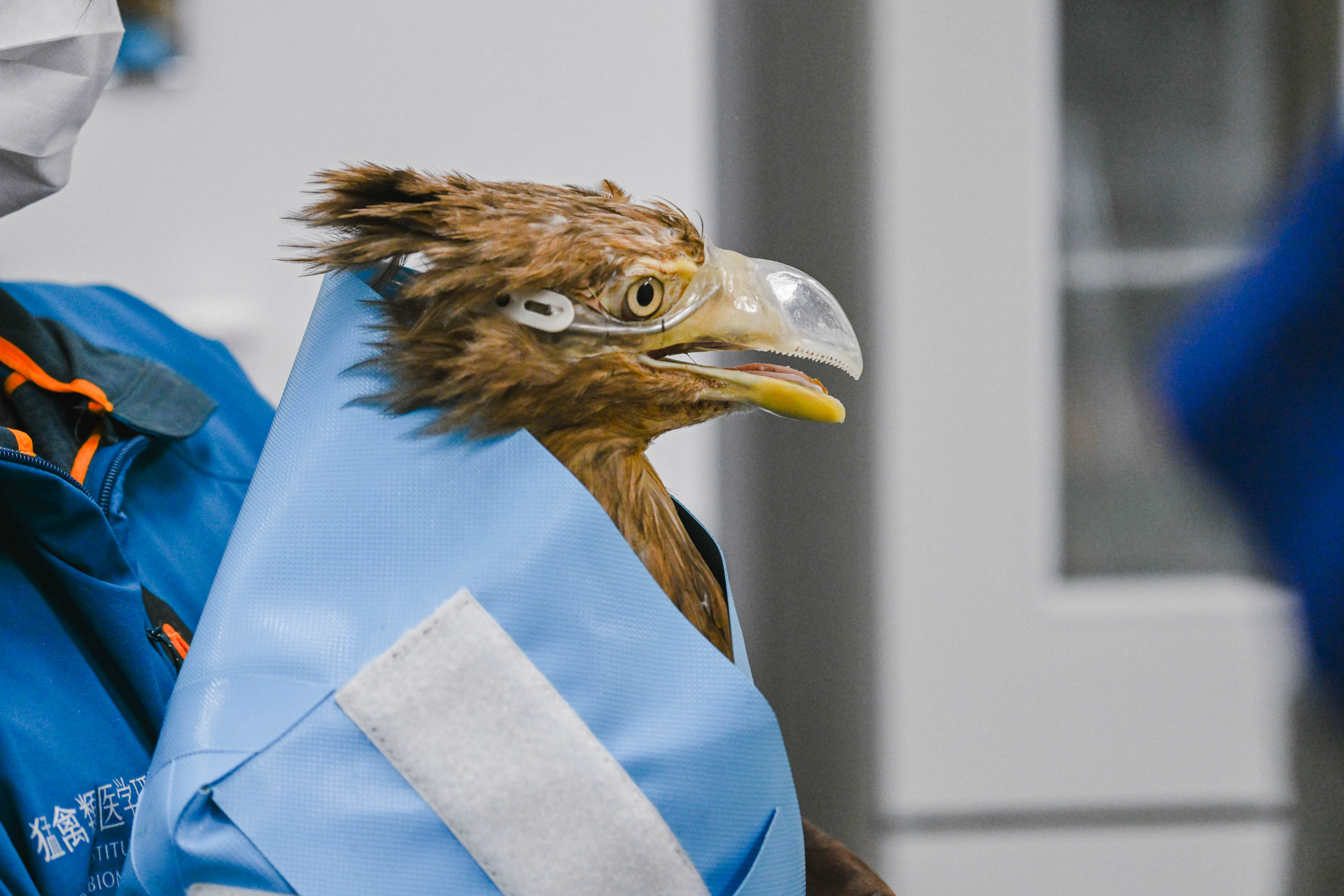 交通事故によりくちばしを失ってしまったオジロワシ