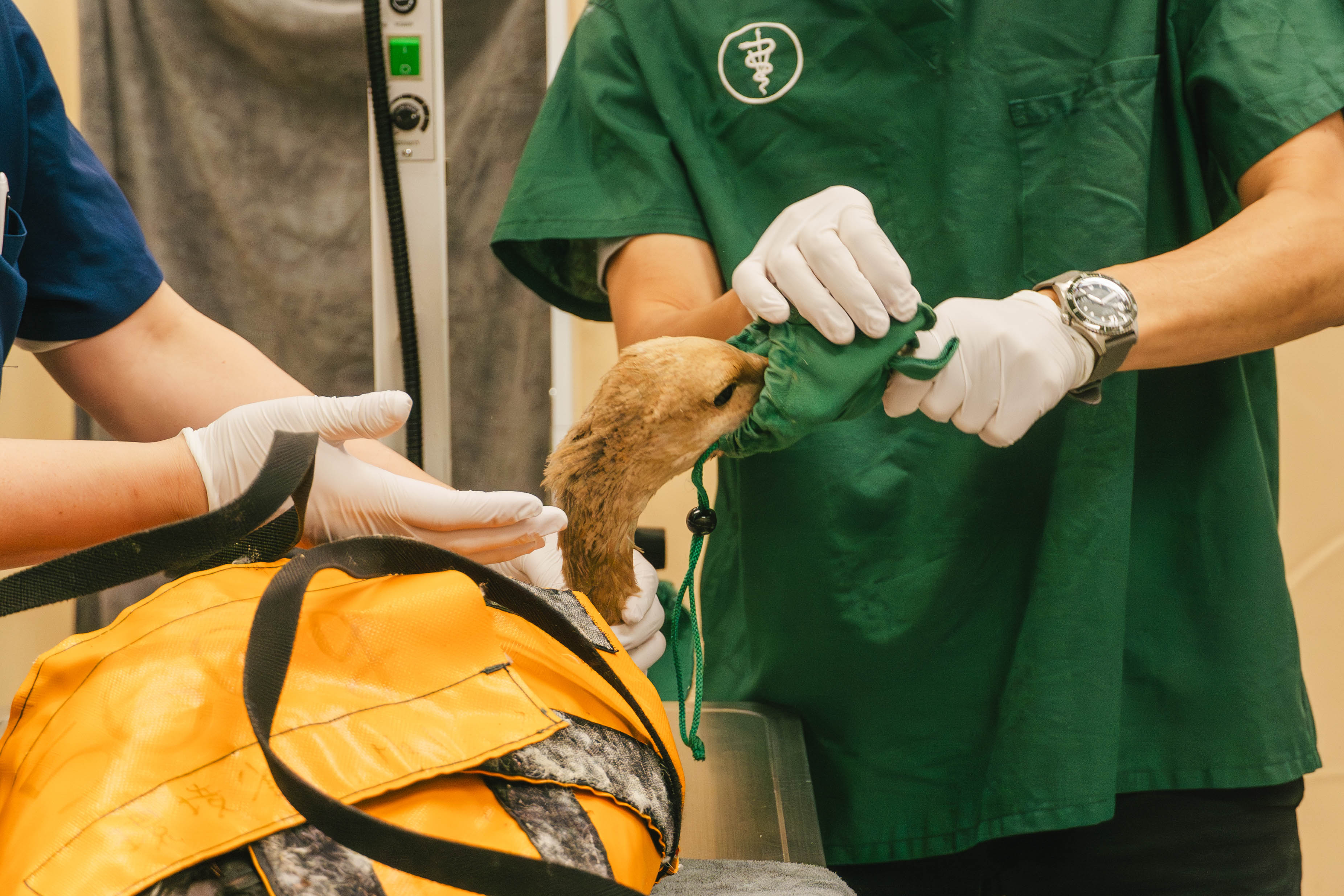 保護された様子