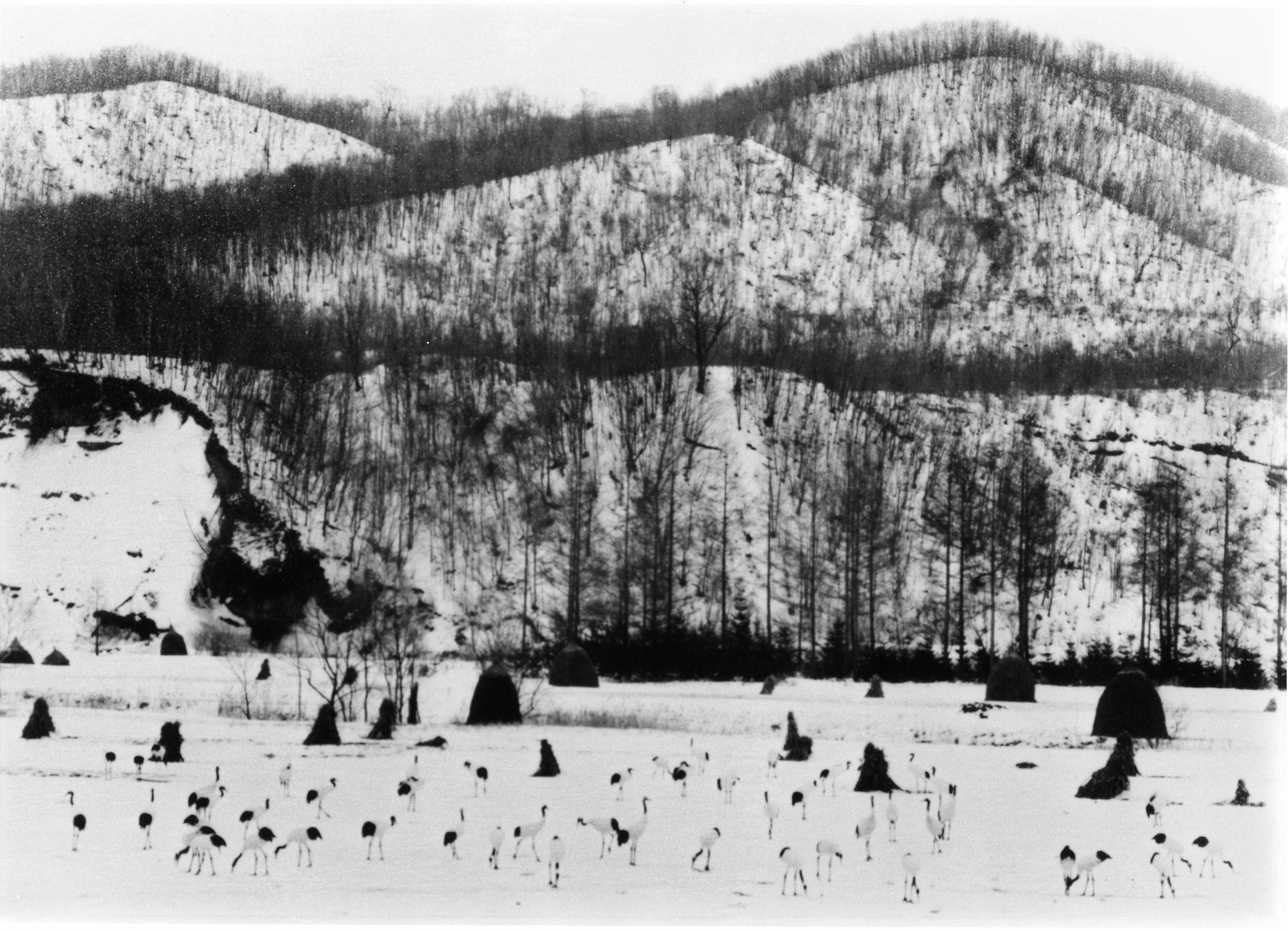 冬のタンチョウ