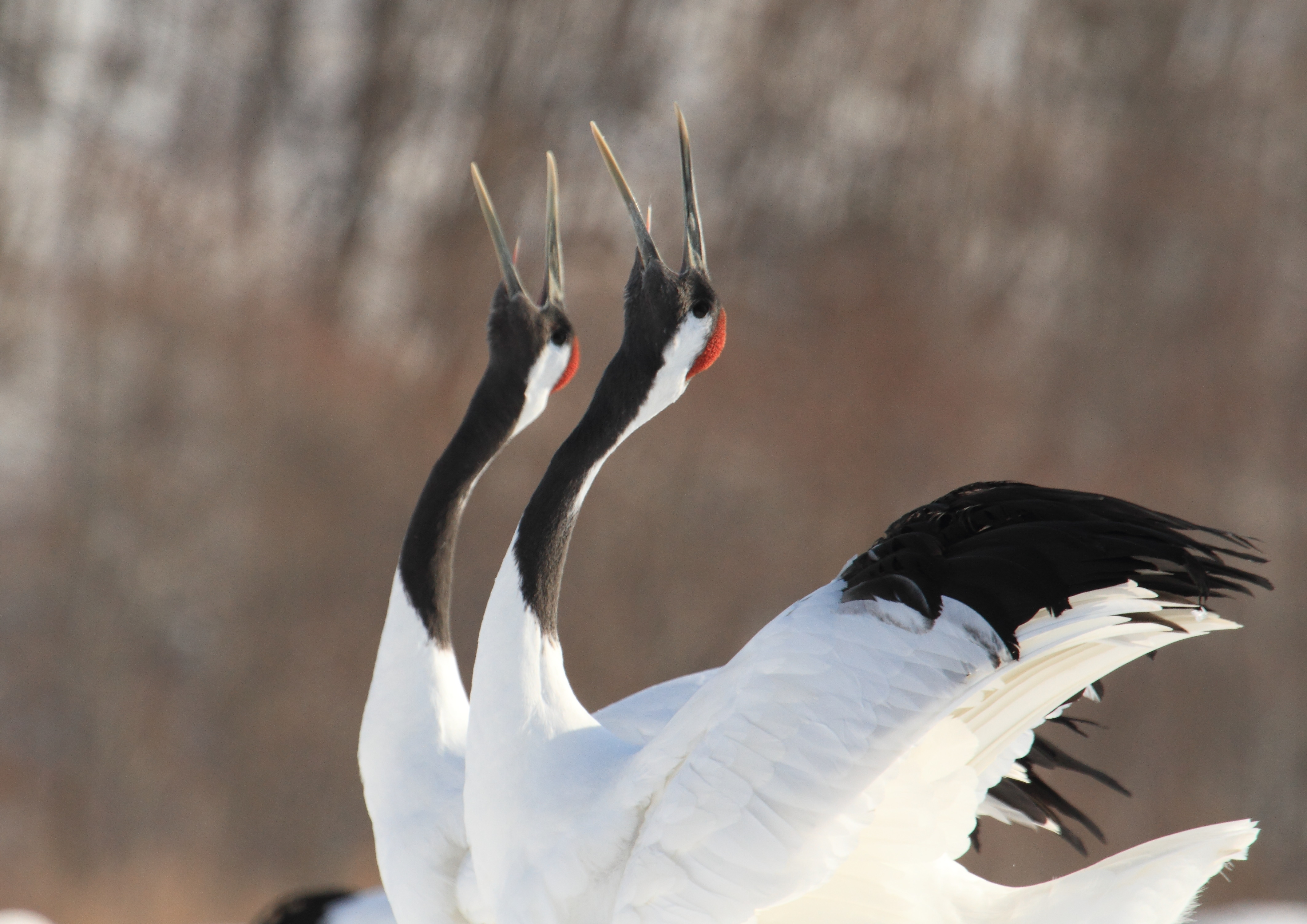 タンチョウの群れ