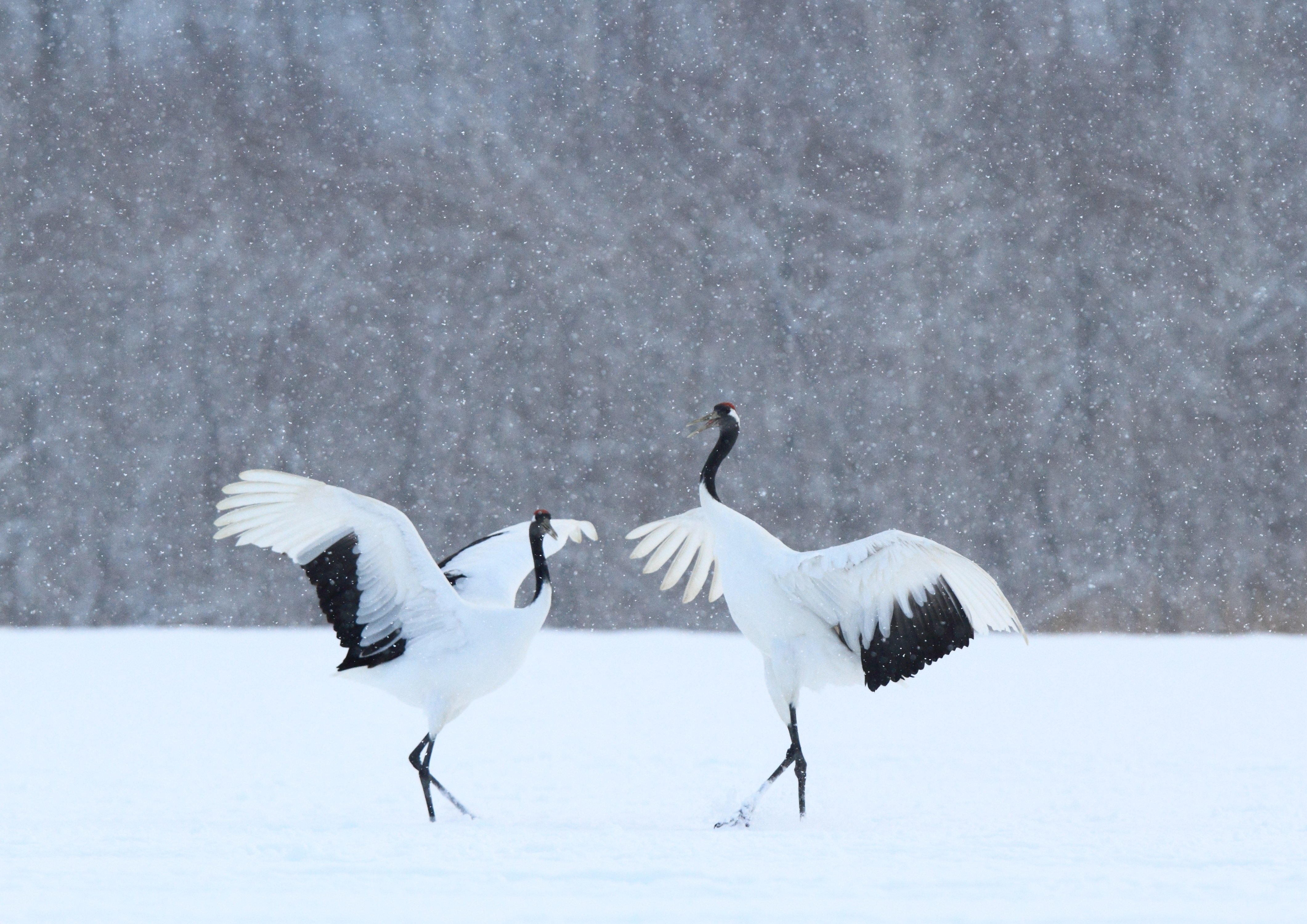 阿寒国際ツルセンター
