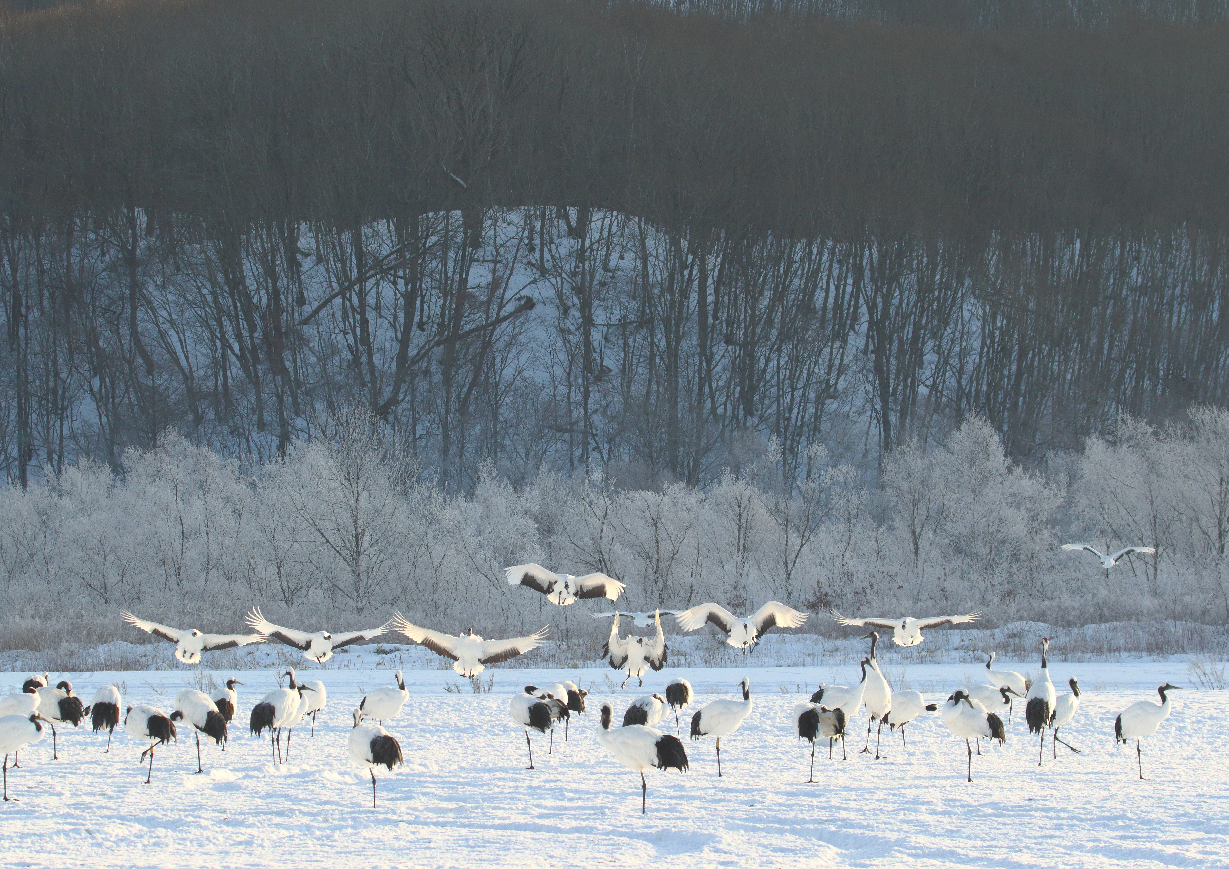 タンチョウ観察の様子